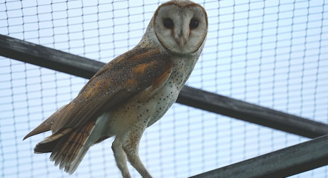 Produk Transgenik Di Tengah Kekhawatiran Risiko Negatifnya