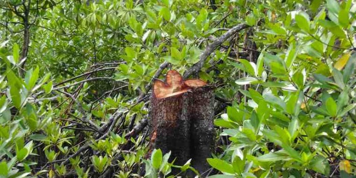 Parang atau Chainsaw Yang Paling Cepat Mengunduli Hutan Mangrove Batuampar