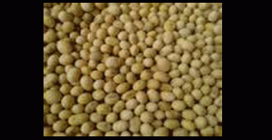 Kedelai Transgenik Jember