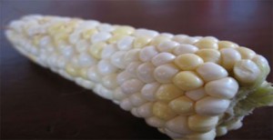 agroekologi dan investasi pertanian