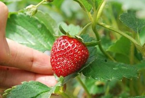 bioteknologi lingkungan akibat