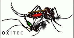 rekayasa-nyamuk-demam-berdarah-oxitec